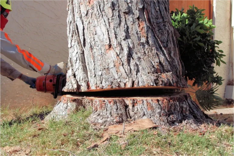 Tree Removal