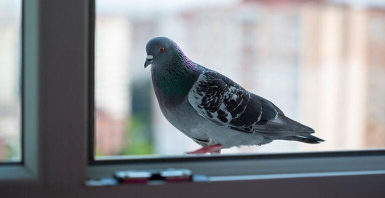 how to prevent birds from flying into windows​